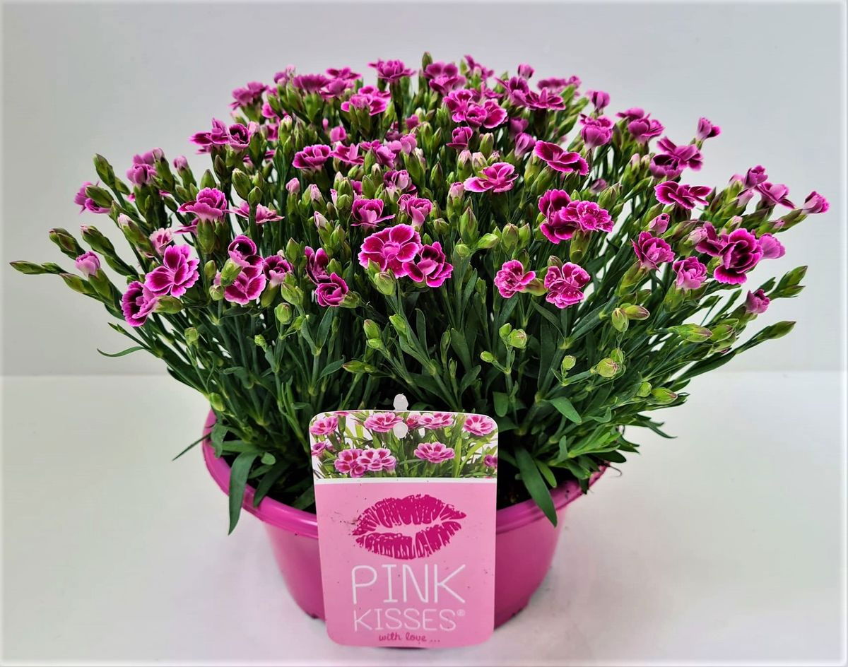 Lauko augalas gvazdikas, Ø 23, 30 - 40 cm, lot. DIANTHUS PINK KISSES BOWL-0