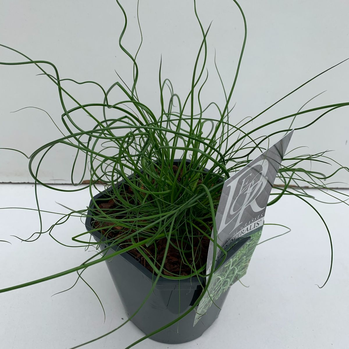 Lauko augalas vikšris, Ø 17, 30 cm, lot. Juncus Spiralis-0