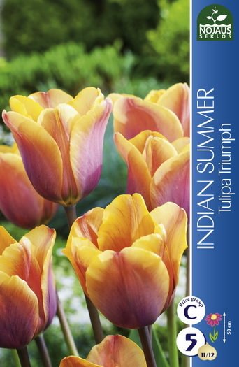 Tulpių svogūnėliai, lot. Tulipa Indian Summer, 5 vnt.