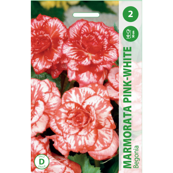Begonijų svogūnėliai, lot. BEGONIA MARMORATA PINK - WHITE, 2 vnt-0