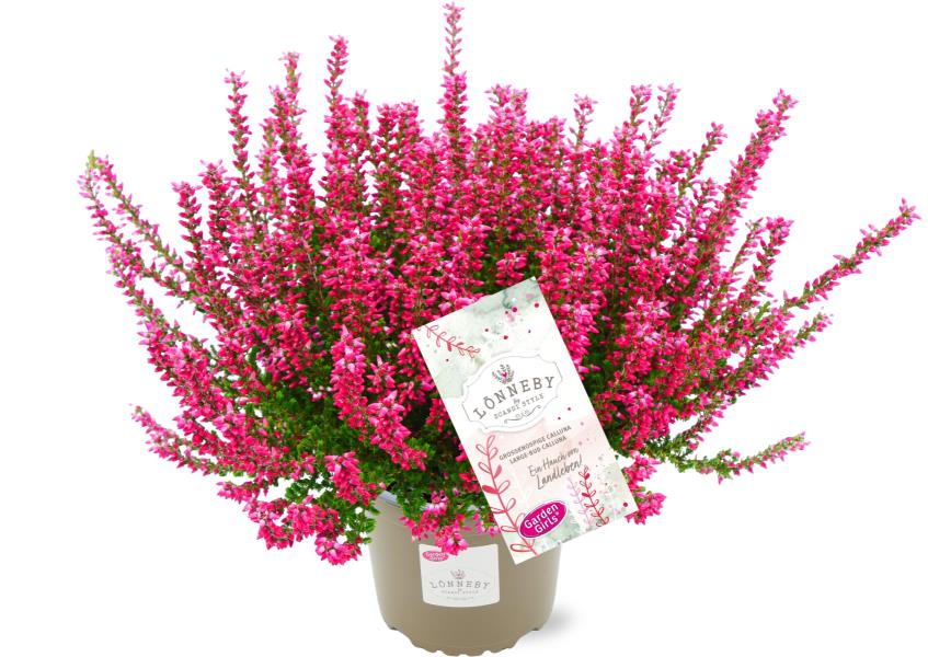 Lauko augalas viržis, Ø 11, 15 - 20 cm, lot. CALLUNA GARDEN GIRLS LÖNNEBY-0