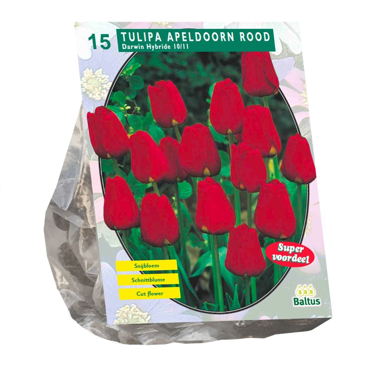 Tulpių svogūnėliai, lot. TULIPA APELDOORN ROOD DARWIN, 10 vnt-0