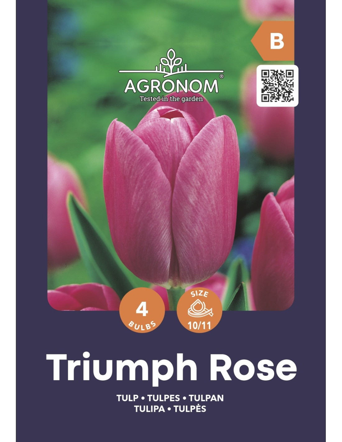 Tulpių svogūnėliai, lot. TULIPA TRIUMPH ROSE, 4 vnt-0