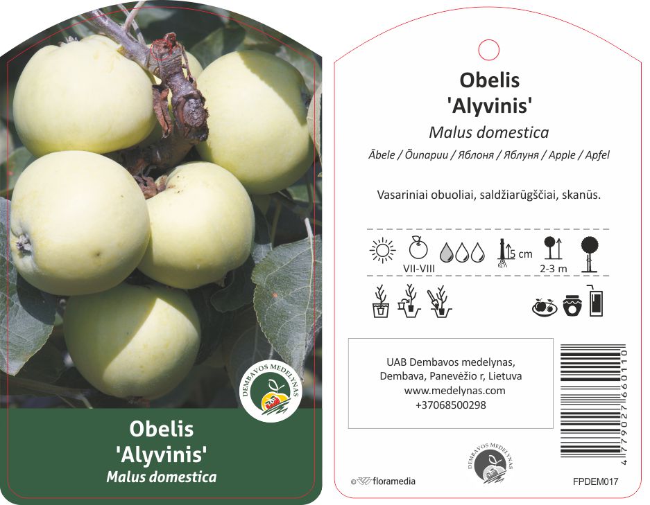 Vaismedis obelis ALYVINIS, lot. MALUS DOMESTICA-0