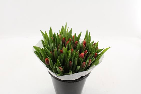 Skinta gėlė Tulpė, lot. Tulipa-0