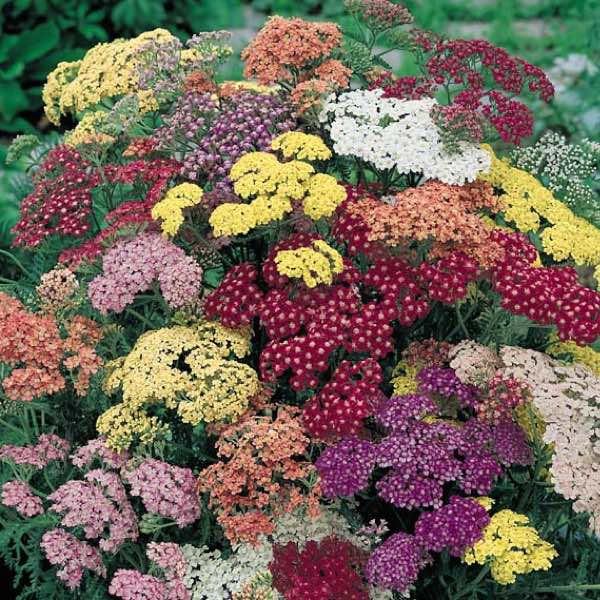 Lauko augalas kraujažolė, daugiametis, Ø 11, 25 cm, lot. Achillea mix-0