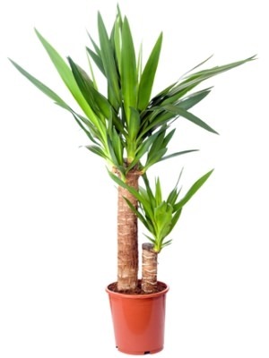 Vazoninis augalas juka, vazone, Ø 15, 55 cm, lot. YUCCA, in ceramic-0