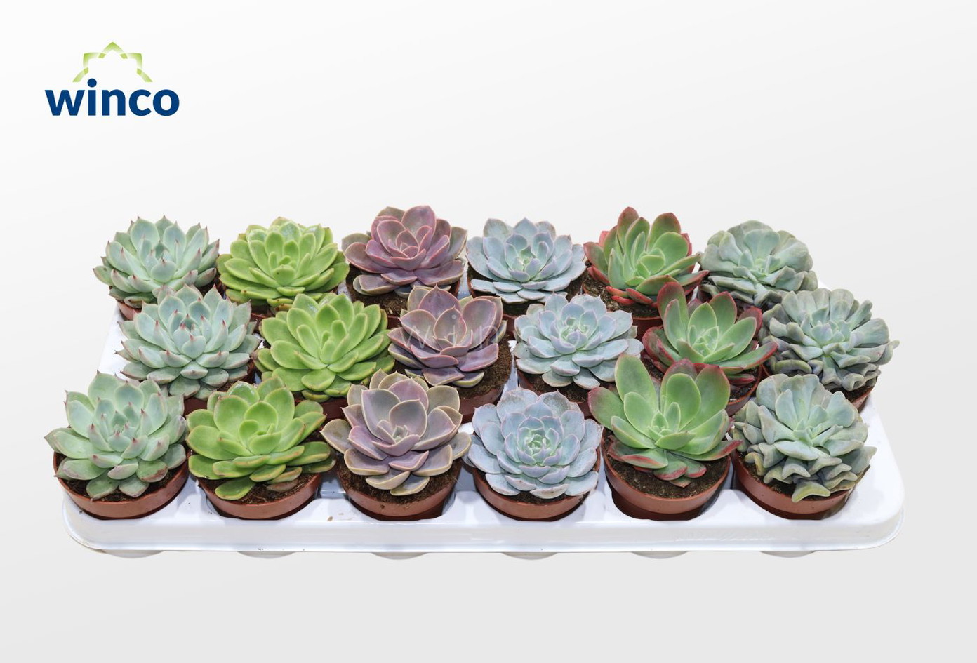Vazoninis augalas sukulentas, Ø 8,5, 15 cm, lot. Kalanchoe Tomentosa Mix-0