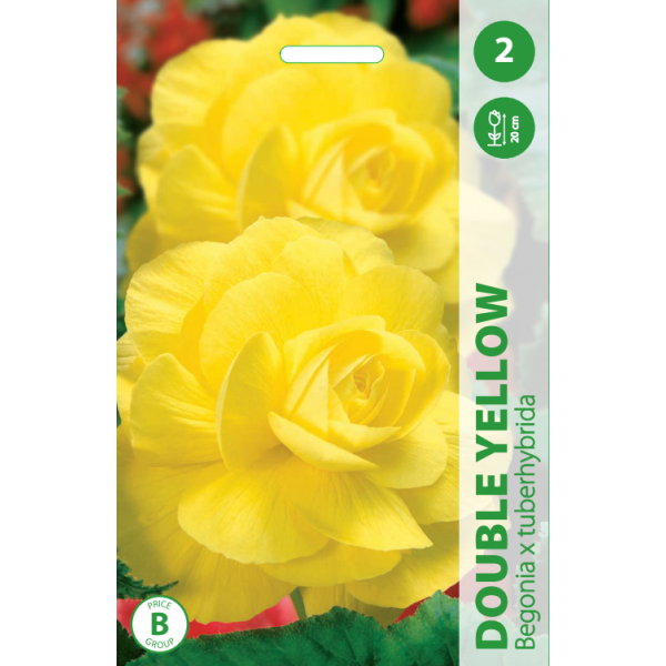 Begonijų svogūnėliai, lot. BEGONIA DOUBLE YELLOW, 2 vnt-0