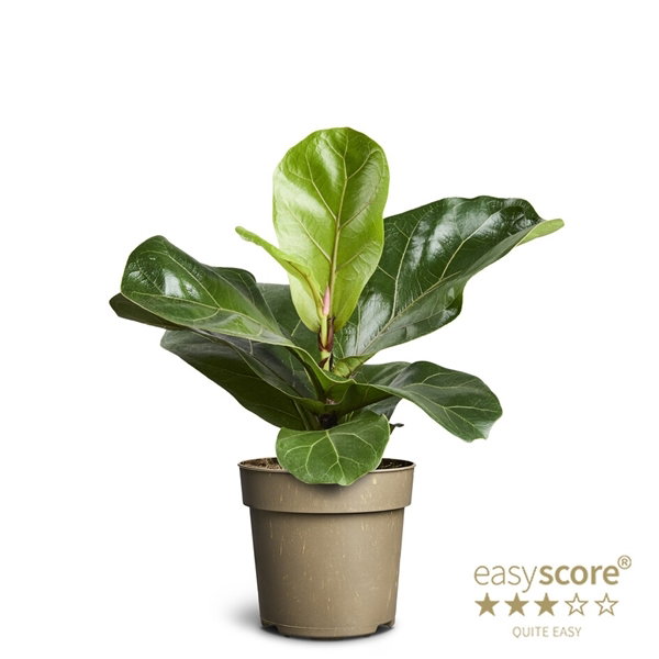 Vazoninis augalas fikusas, Ø 11, 25 cm, lot. FICUS LYRATA-0