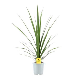 Lauko augalas kordilina, Ø 17, 60 cm, lot. CORDYLINE MIX-0