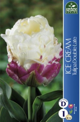 Tulpių svogūnėlis, lot. TULIPA ICE CREAM-0