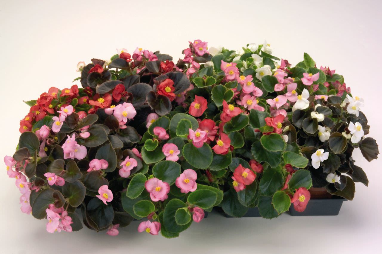 Lauko augalas visadžydė begonija, Ø 9, 15 cm, lot. BEGONIA SEMPERFLORENS-0