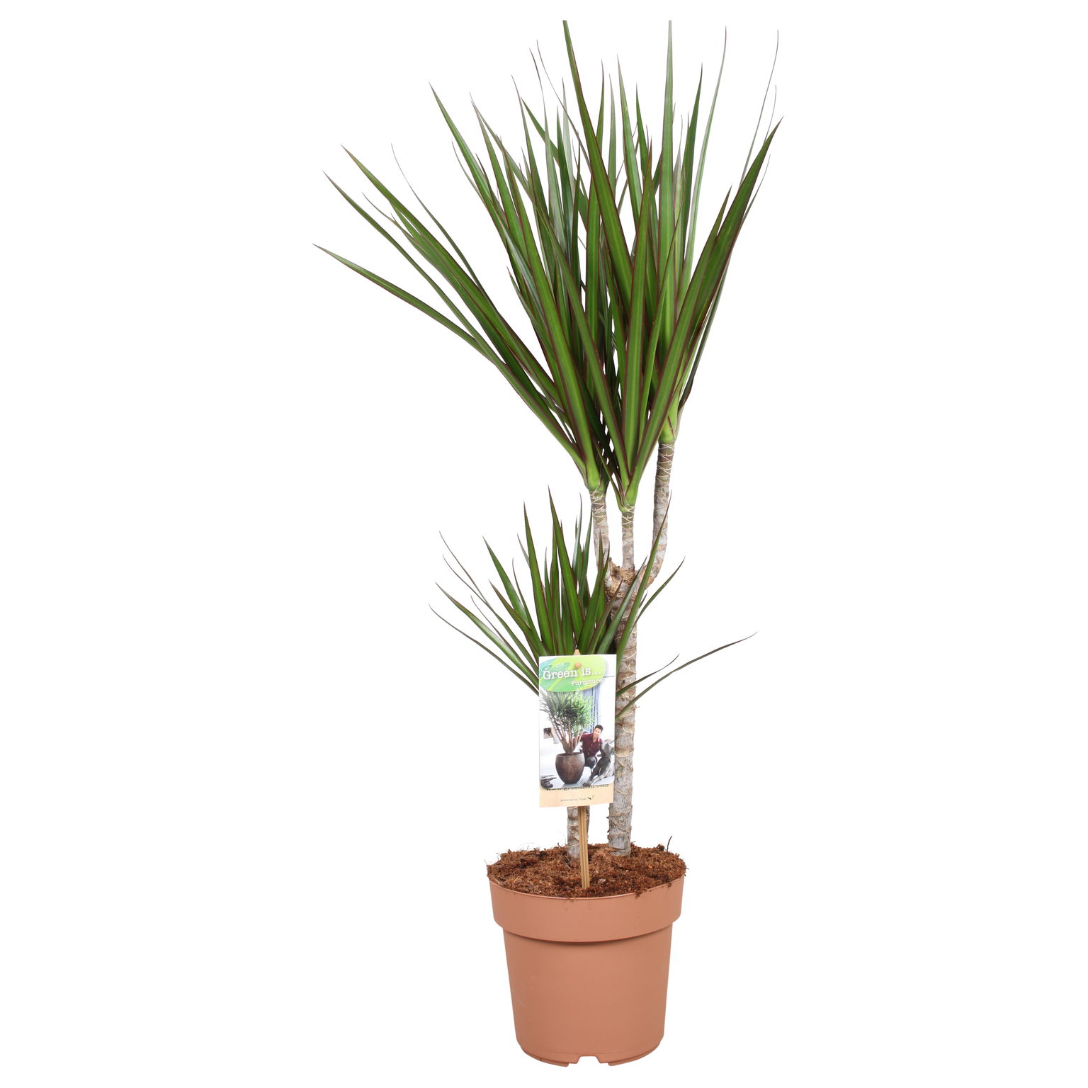 Vazoninis augalas dracena, Ø 17, 85 cm, 30-15, lot. DRACAENA MARGINATA-0