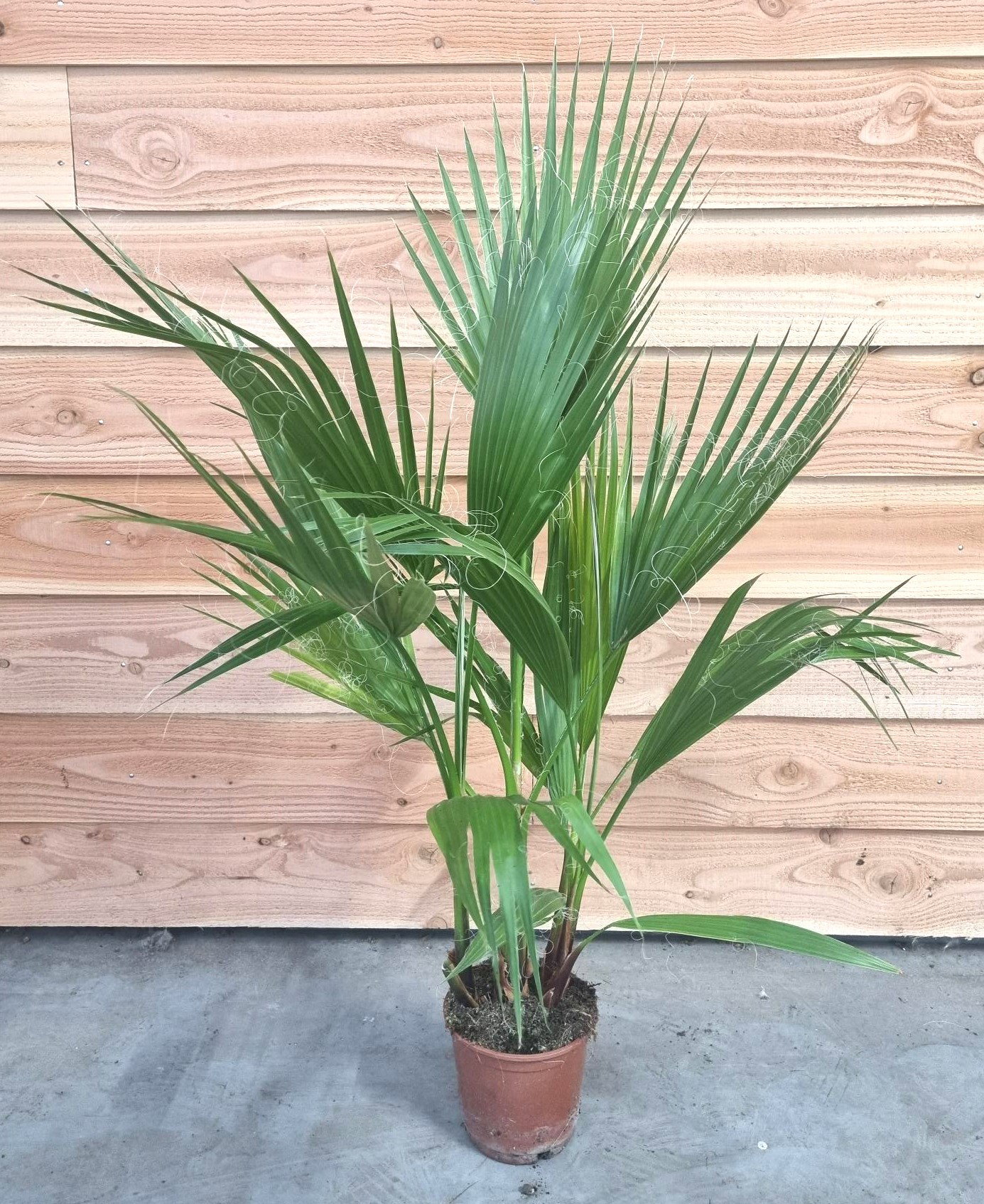 Vazoninis augalas vašingtonija, Ø 18, 80 cm, lot. WASHINGTONIA FILIFERA-0
