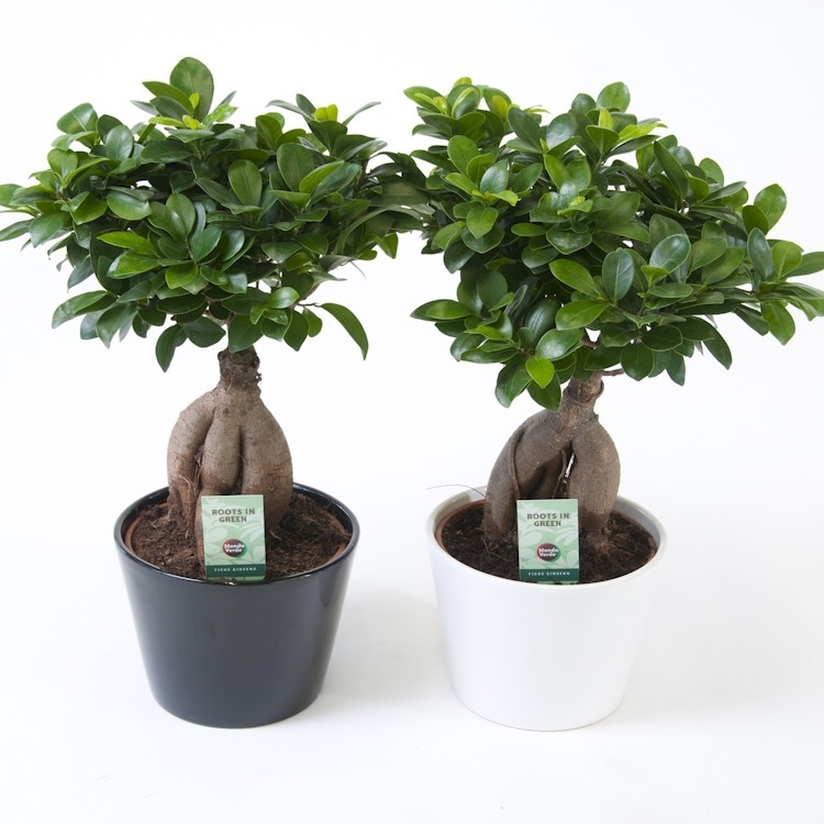 Vazoninis augalas fikusas, vazone, Ø 19, 42 cm, lot. FICUS GINSENG, in ceramic-0