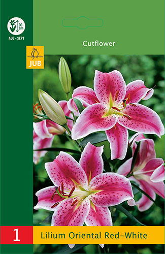 Lelijų svogūnėlis, lot. LILIUM ORIENTAL RED-WHITE, 1 vnt.