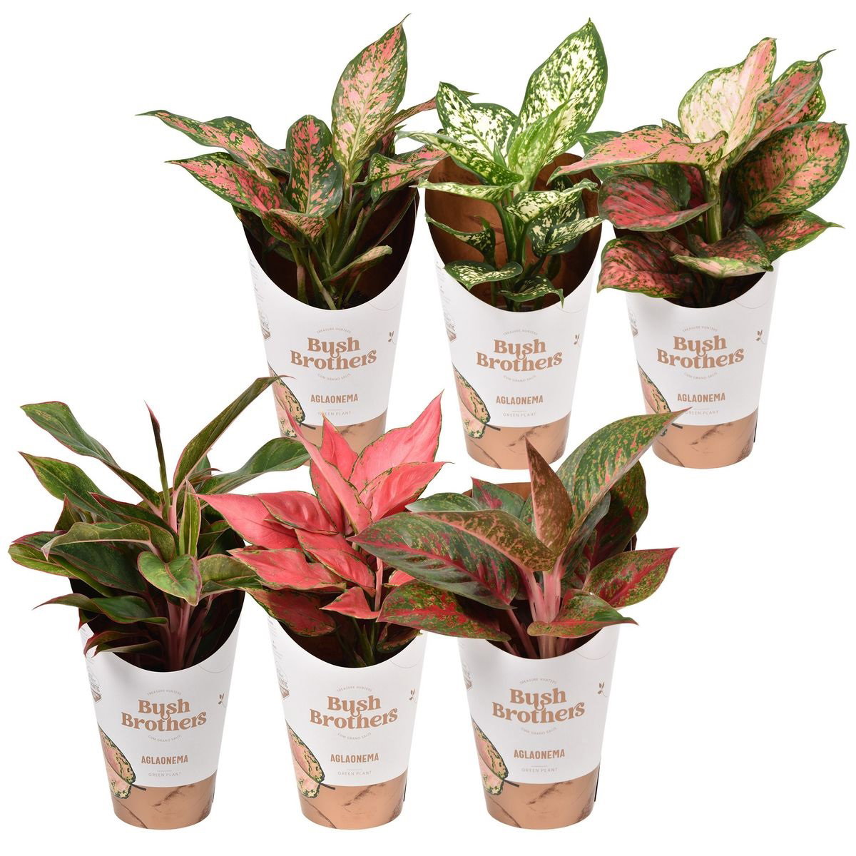 Vazoninis augalas aglaonema, Ø 12, 35 cm, lot. AGLAONEMA STAR COLLECTION-0