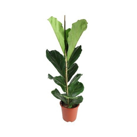 Vazoninis augalas fikusas, 2 stiebai, Ø 27, 110 cm, lot. FICUS LYRATA-0