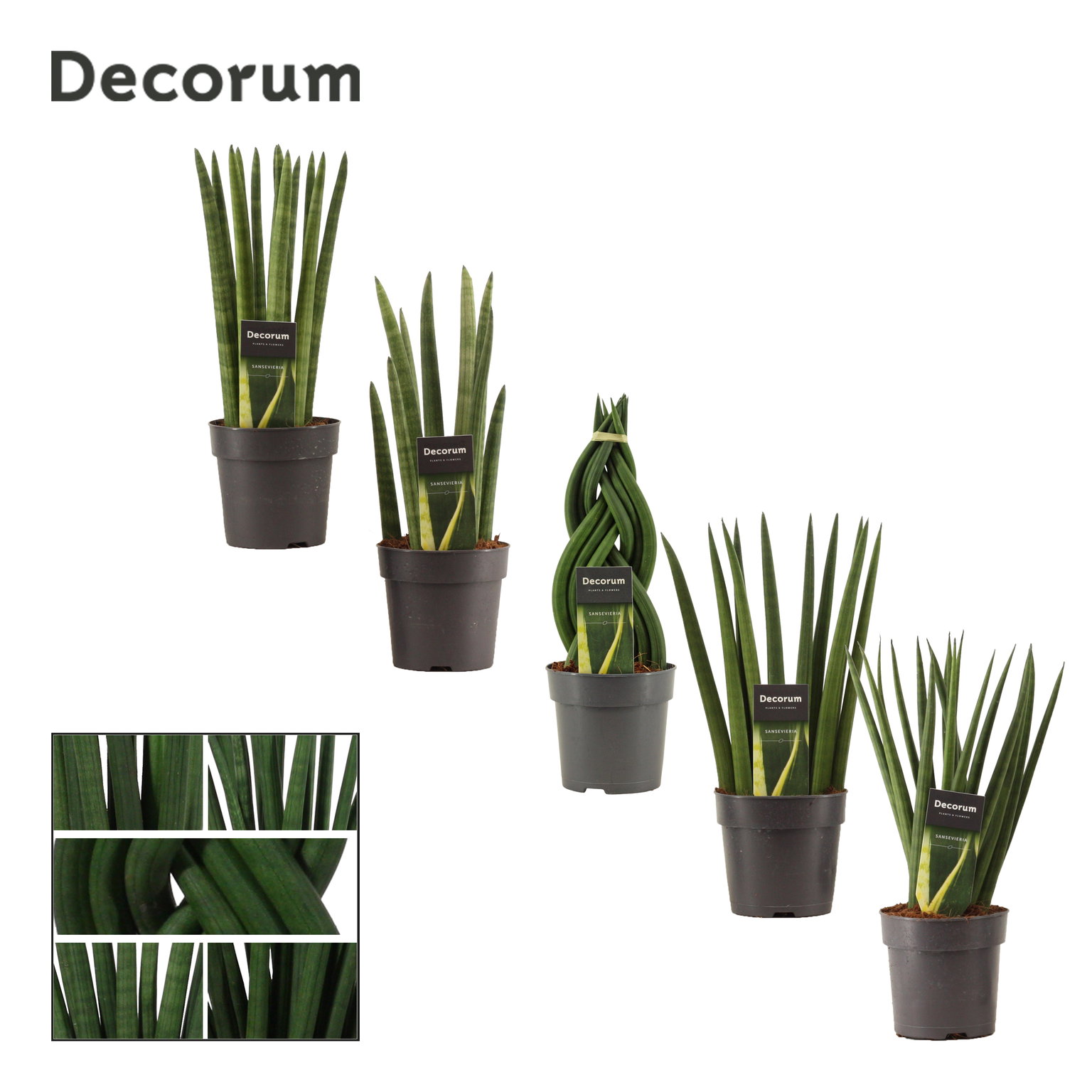 Vazoninis augalas sansevjera, Ø 12, 40 cm, lot. Sansevieria Cylindrica-0