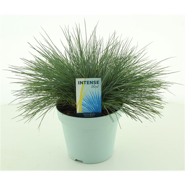Lauko augalas eraičinas, Ø13, 26 cm, lot. Festuca glauca Intense Blue-0