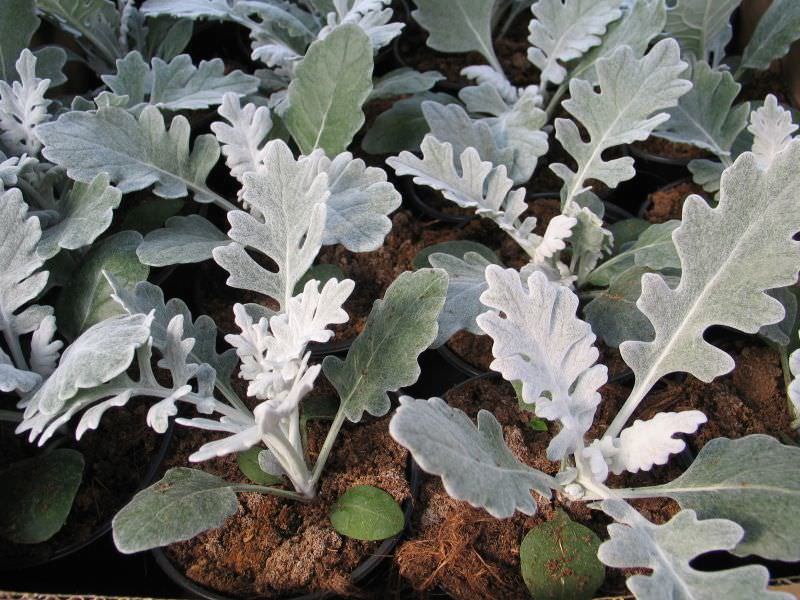 Lauko augalas krūminis bijūnas, daugiametis, Ø 14, 40 cm, lot. Paeonia suffruticosa mix-0