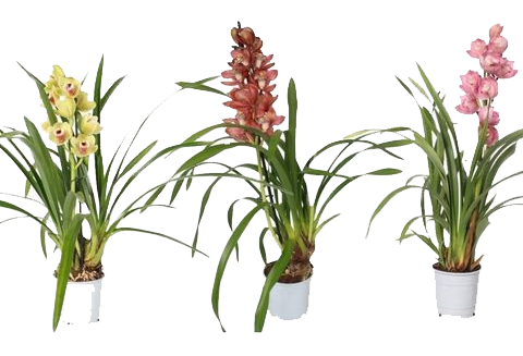 Vazoninis augalas kambrija, Ø 12, 60 cm, lot. Cambria Purple Princess, 1 stiebas-0