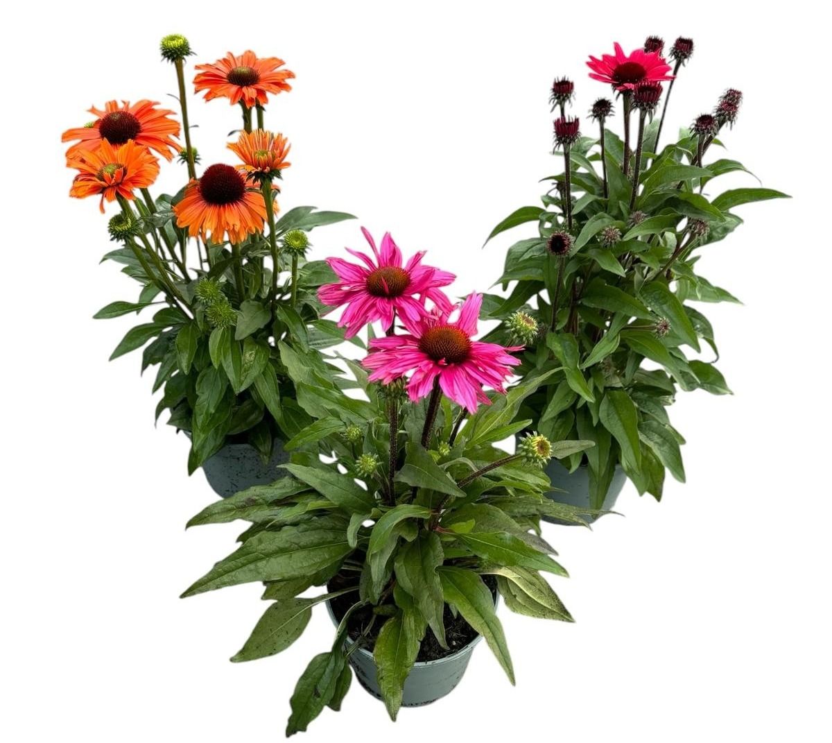 Lauko augalas ežiuolė, daugiametis, Ø 19, 60 cm, lot. Echinacea-0