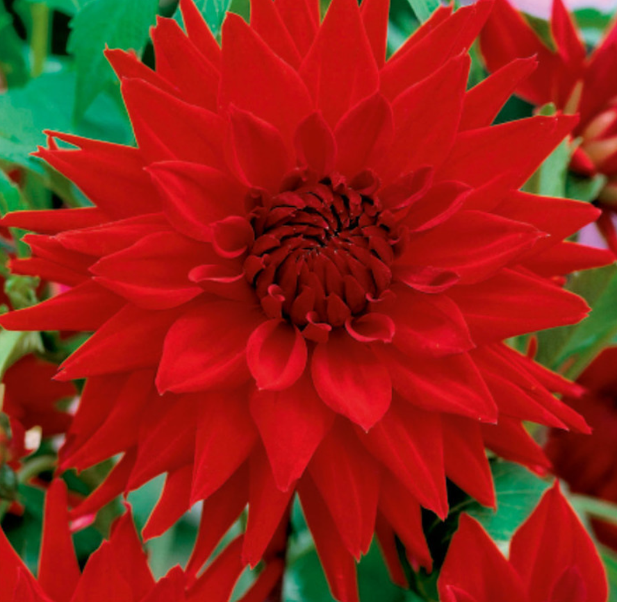 Jurginų svogūnėlis, lot. DAHLIA HELGA, 1 vnt