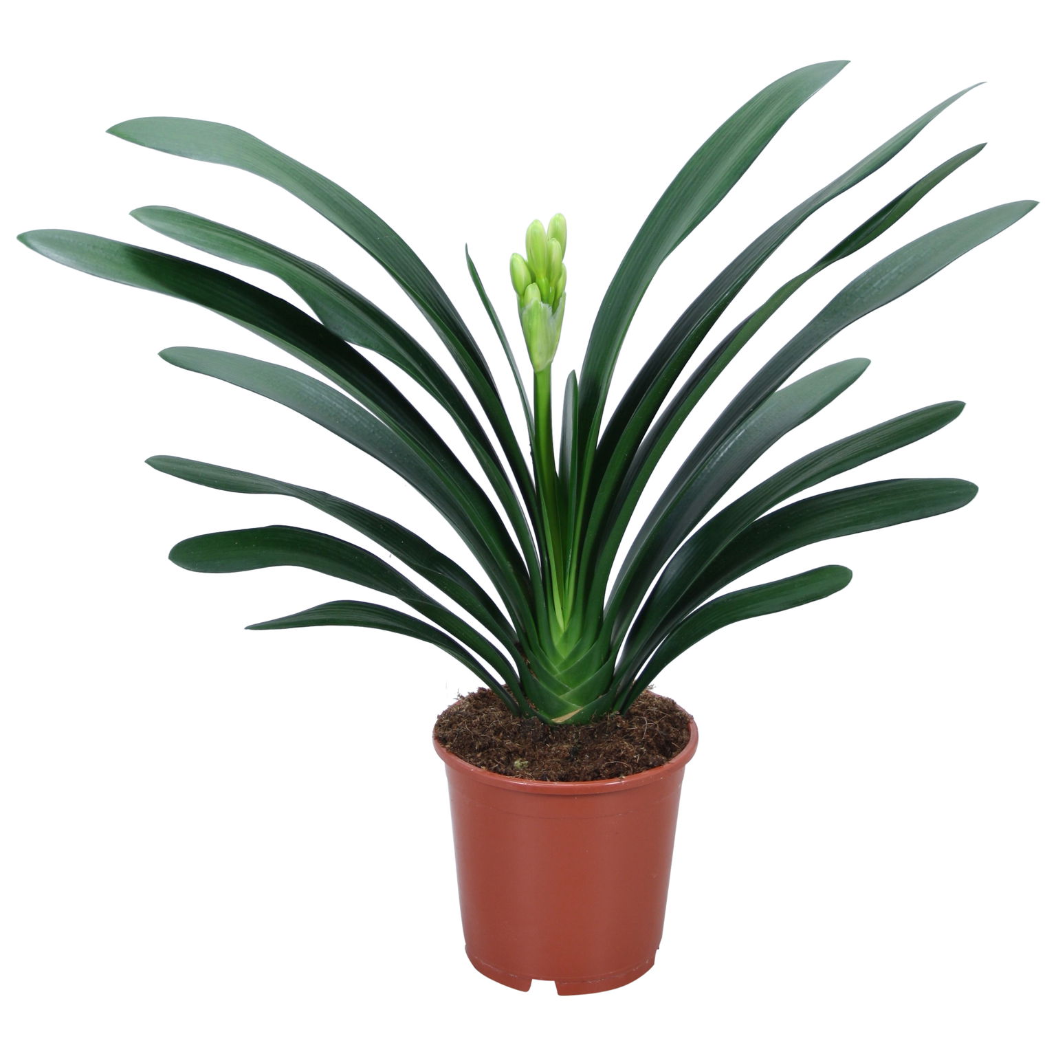 Vazoninis augalas klivija, Ø 13, 50 cm, lot. CLIVIA-0