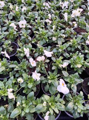Lauko augalas šlamutis, daugiametis, Ø 10, lot. įvairių rūšių-0