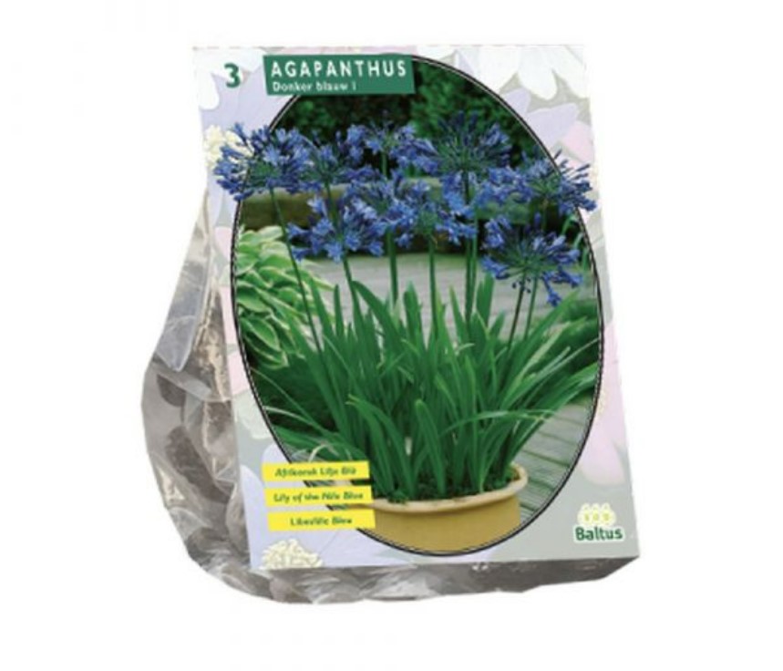 Agapantų svogūnėliai, lot. AGAPANTHUS DONKERBLAUW, 3 vnt-0