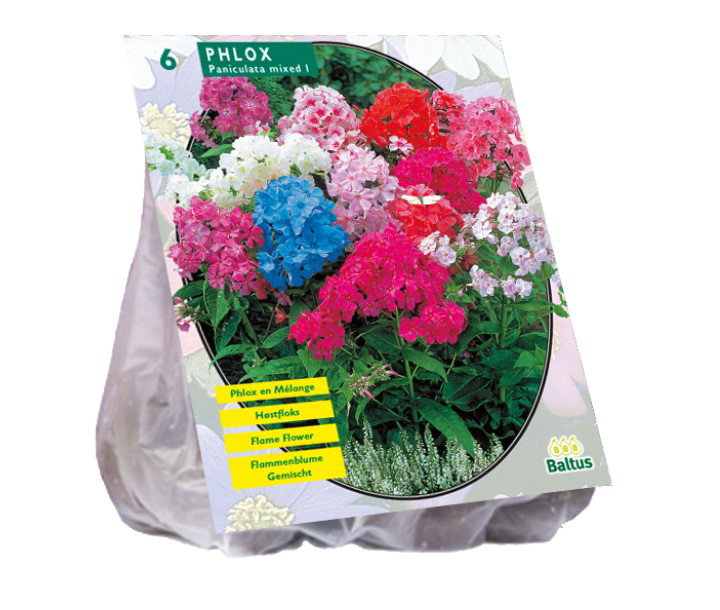 Kanų svogūnėliai, lot. CANNA DONKERROODBLAD ROOD, 3 vnt - ermitazas.lt