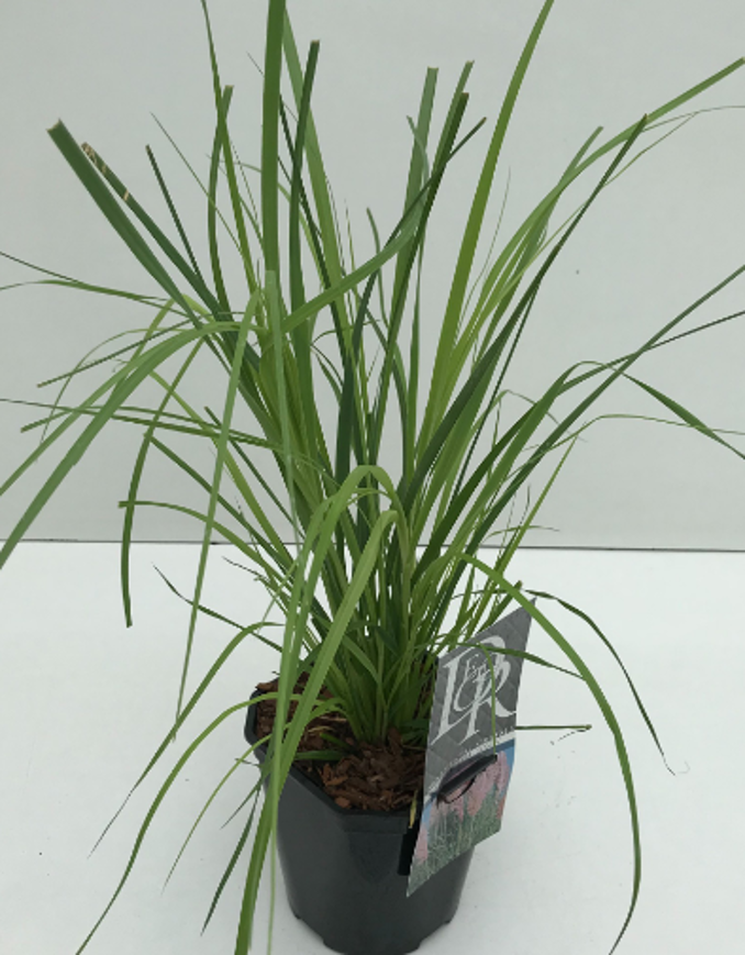 Lauko augalas kortaderija, Ø 17, 50 cm, lot. Cortaderia selloana Rosea-0