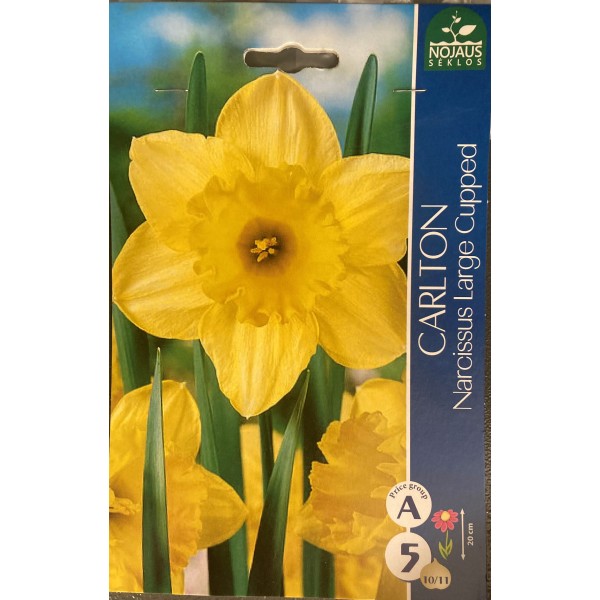 Narcizų svogūnėliai, lot. NARCISSUS CARLTON, 5 vnt-0