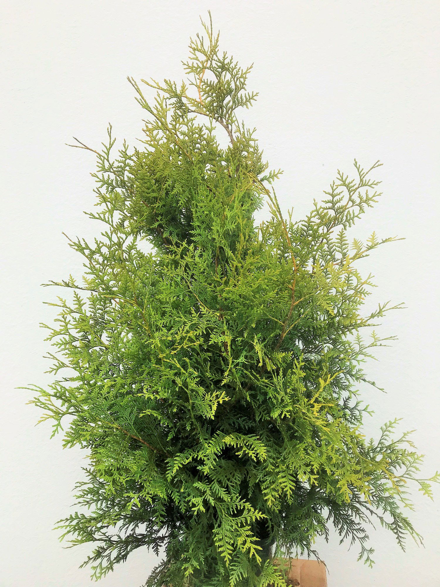 Lauko augalas vakarinė tuja, C 3, Ø 19, 60 - 80 cm, lot. THUJA OCCIDENTALIS BRABANT-0