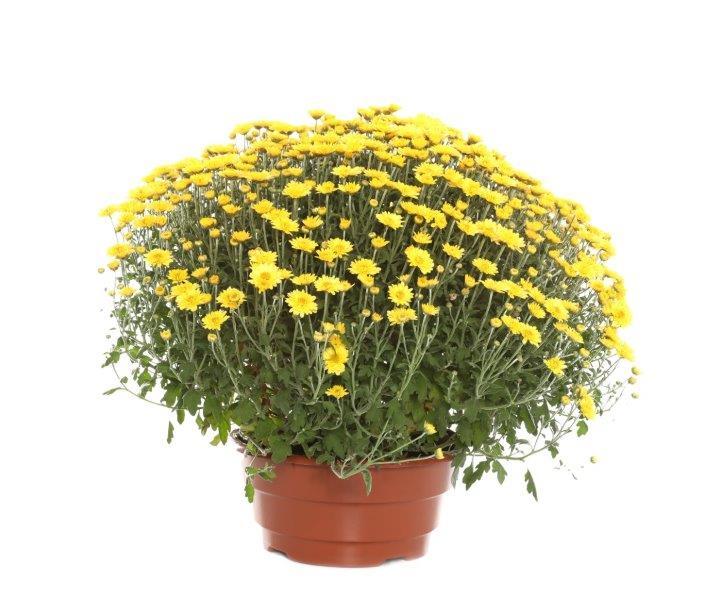 Lauko augalas chrizantema, 1 spalvos, Ø 19, 42 cm, lot. CHRYSANTHEMUM