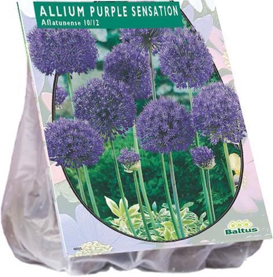 Dekoratyvinio česnako svogūnėliai, lot. ALLIUM AFLATUNENSE PURPLE SENSATION, 15 vnt-0