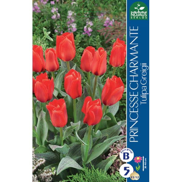 Tulpių svogūnėliai, lot. TULIPA PRINCESS CHARMANTE, 5 vnt-0
