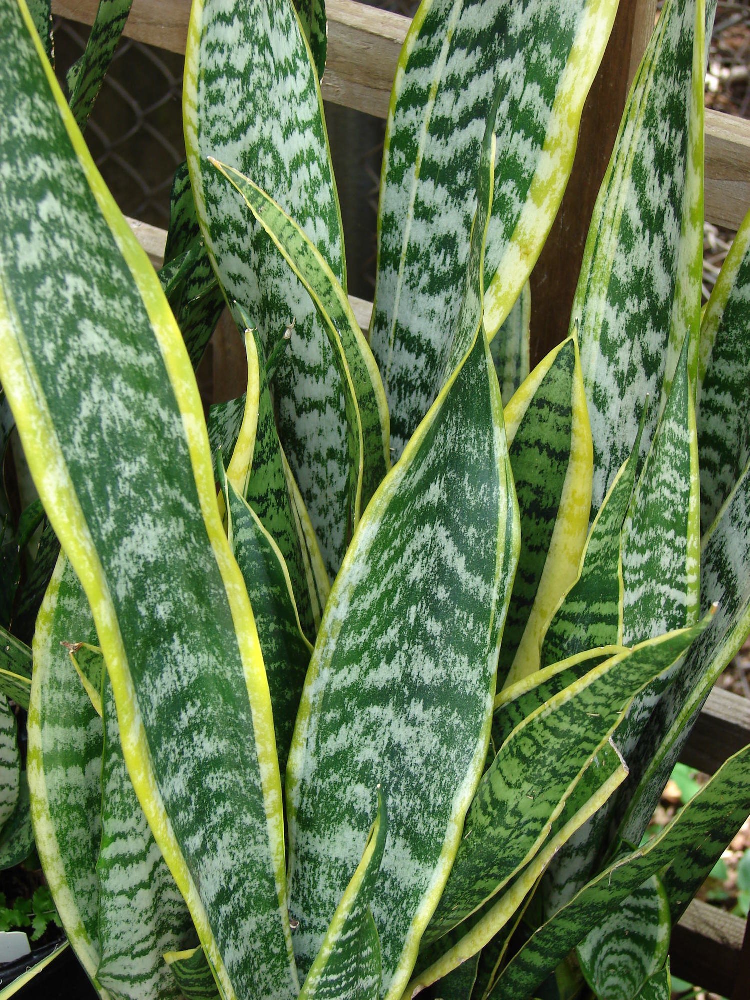 Vazoninis augalas sansevjera, Ø 6, 18 cm, lot. SANSEVIERIA CYLIND CERAMIC