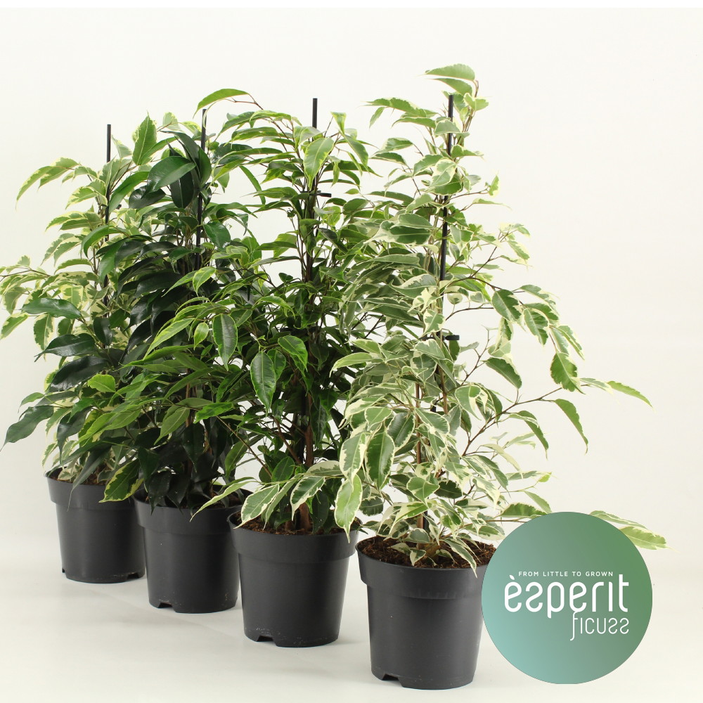 Vazoninis augalas fikusas, Ø 14, 55 cm, lot. FICUS BENJAMINA Royal mix-0