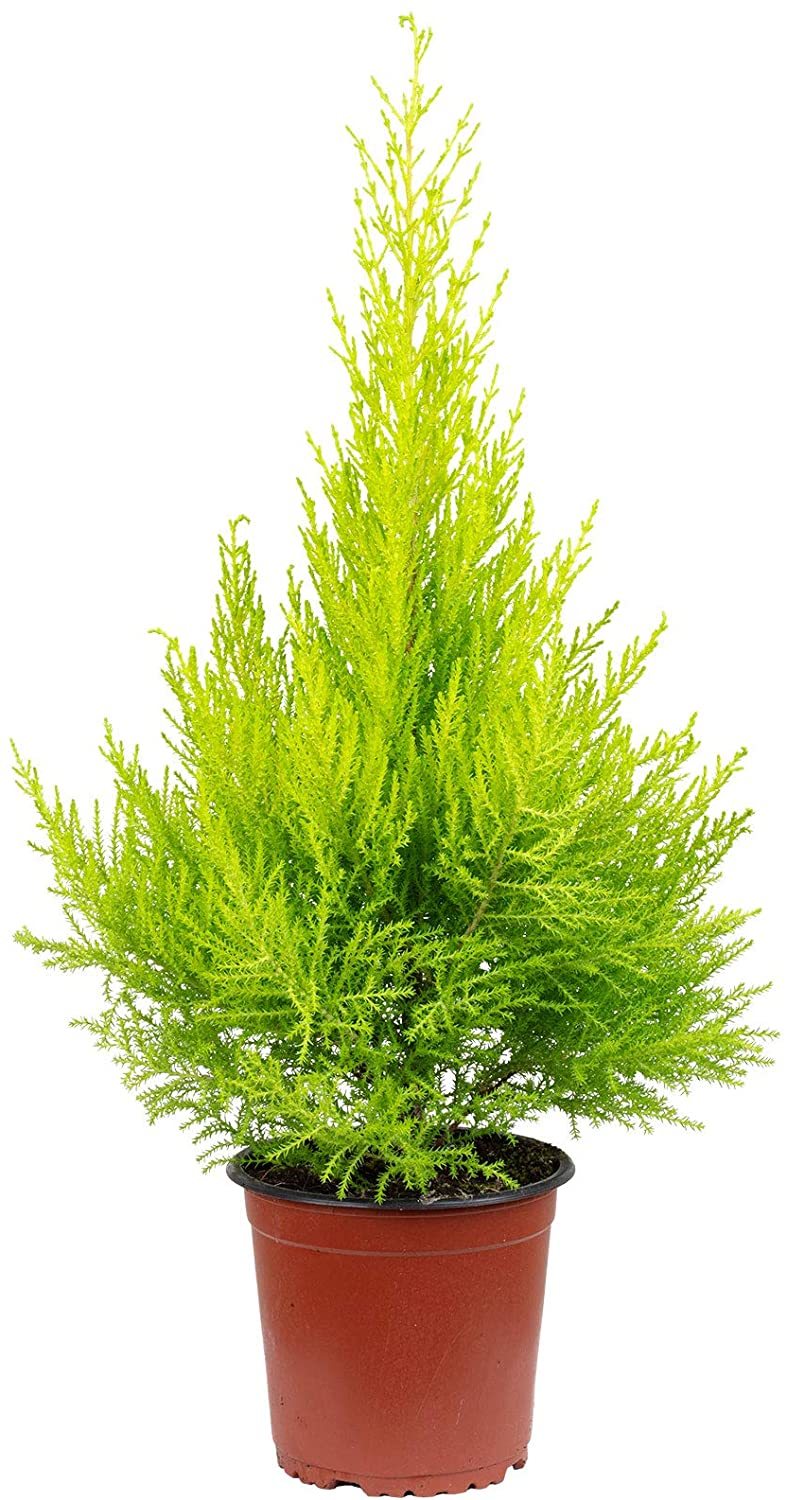 Lauko augalas kiparisas, Ø 14, 55 cm, lot. CUPRESSUS GOLDC WILMA-0