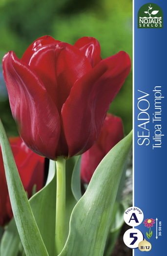 Tulpių svogūnėliai, lot. Tulipa Seadov, 5 vnt.