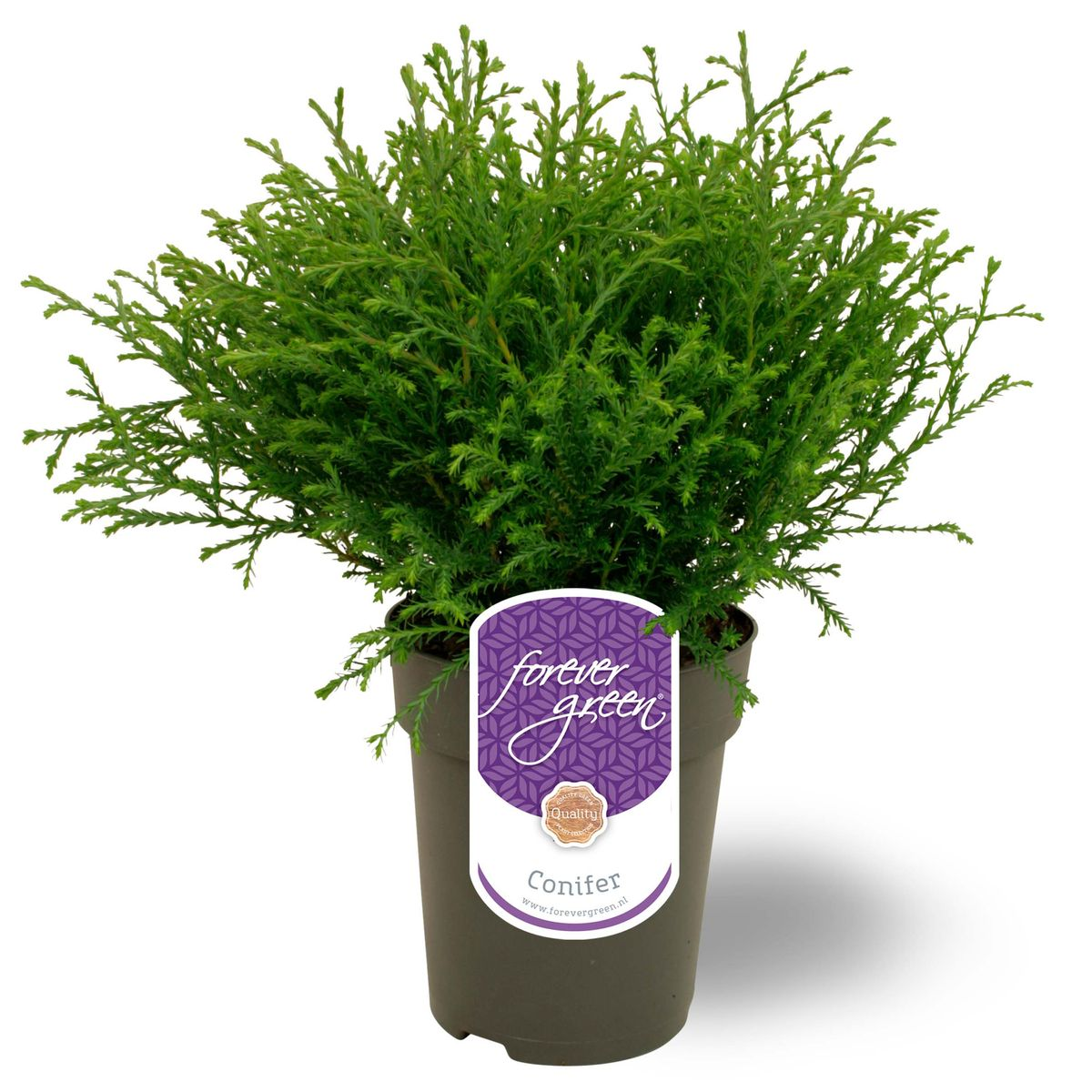 Lauko augalas vakarinė tuja, Ø17, 30 cm, lot. THUJA OCCIDENTALIS MR. BOWLING BALL-0
