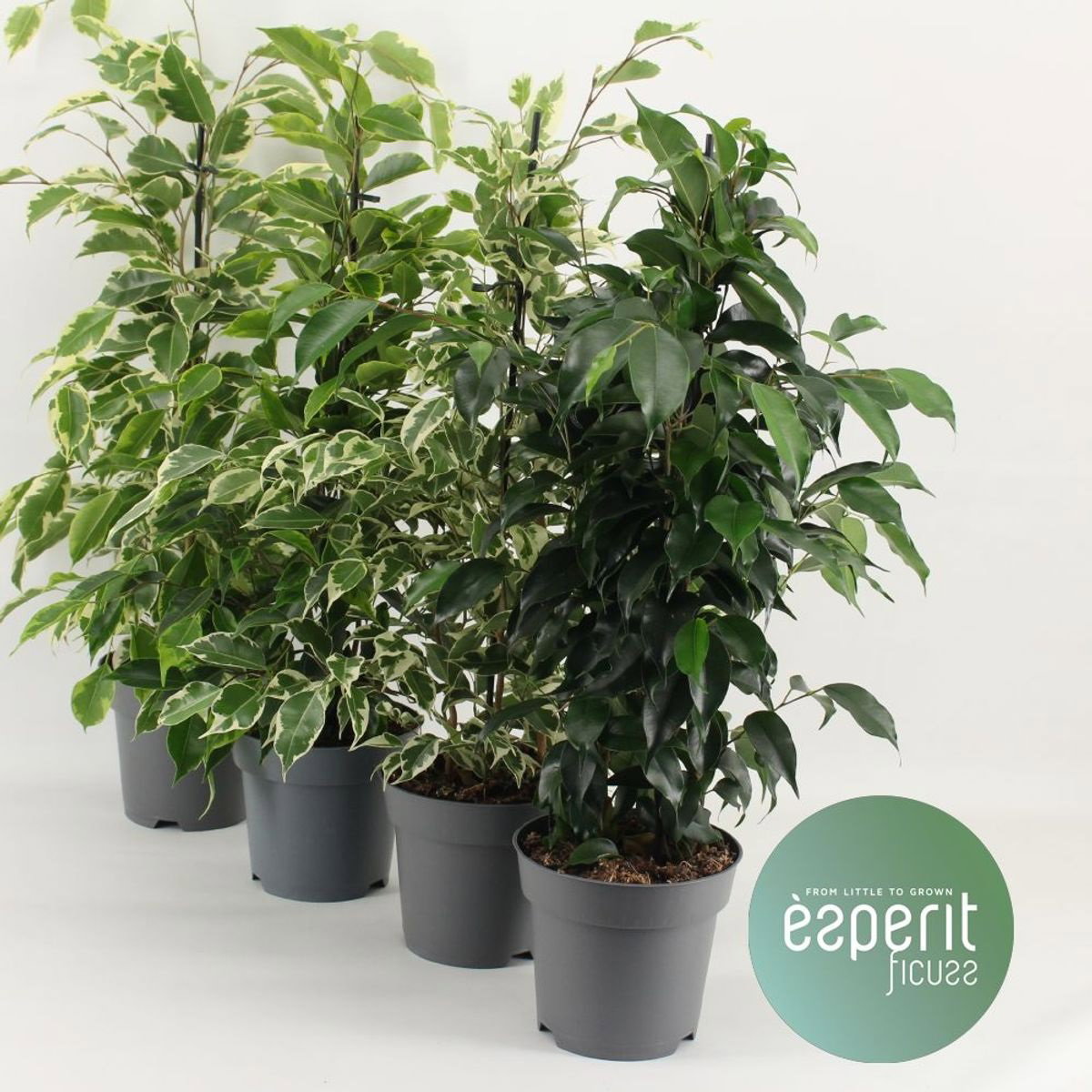 Vazoninis augalas fikusas, Ø 17, 70 - 80 cm, lot. FICUS BENJAMINA Royal mix-0
