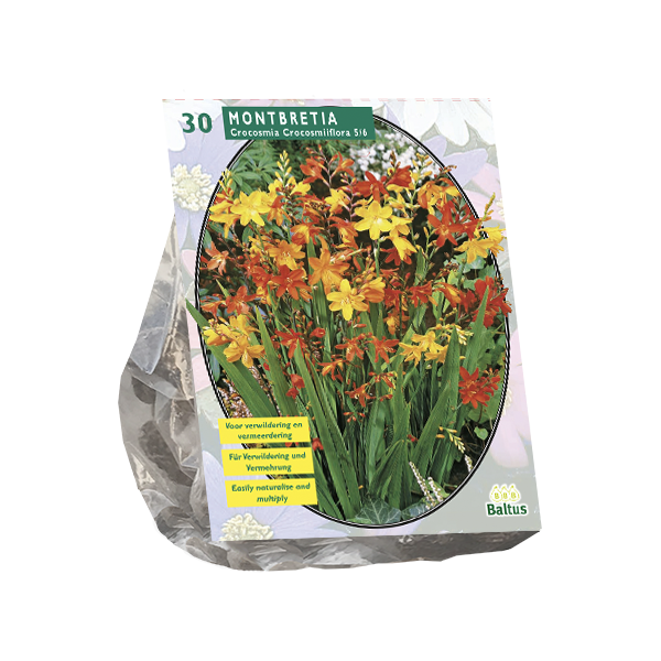 Montbrečių svogūnėliai, lot. MONTBRETIA, 30 vnt-0