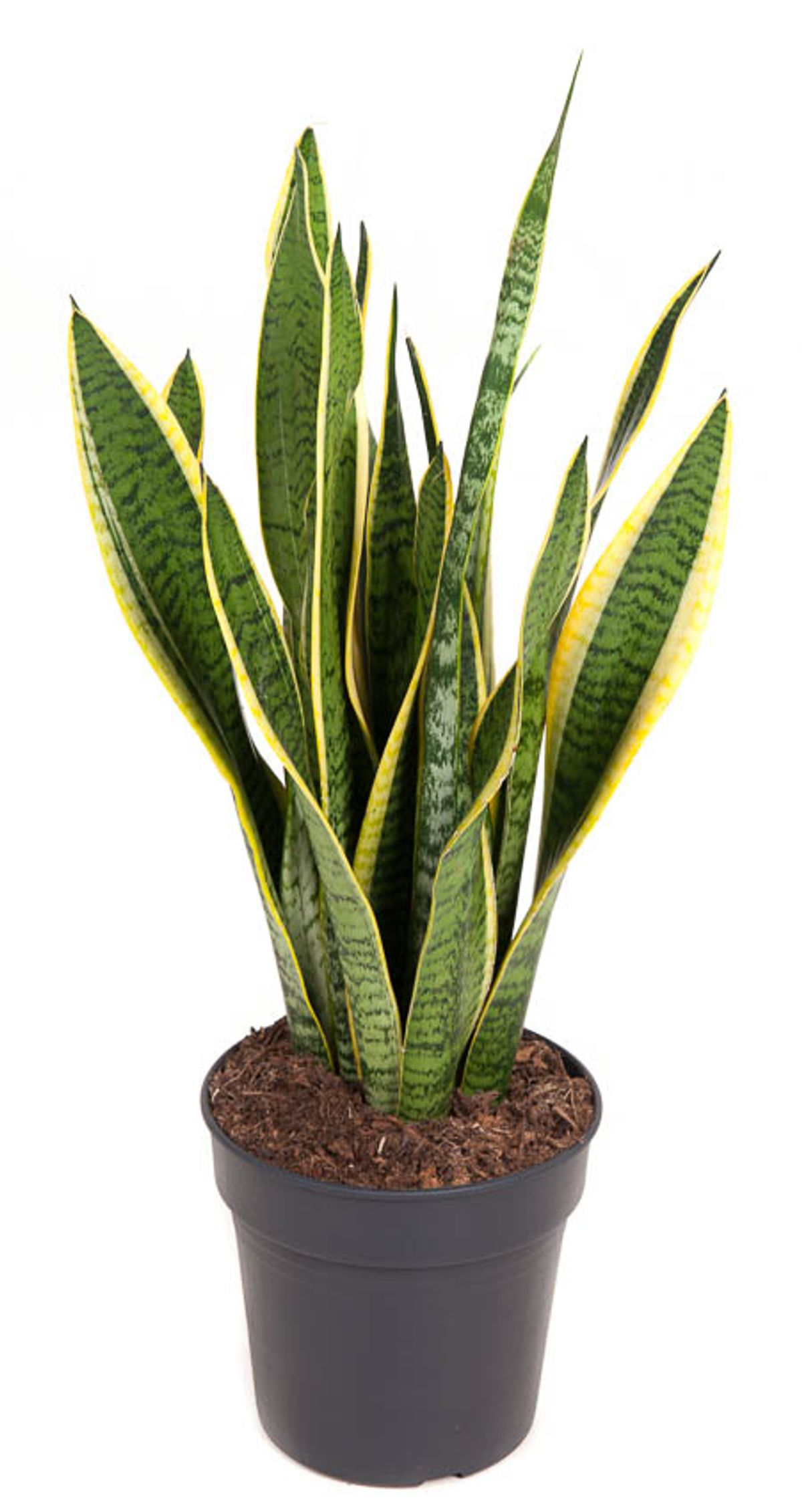 Vazoninis augalas sansevjera, Ø19, 70 cm, lot. SANSEVIERIA TRIFASCIATA LAURENTII
