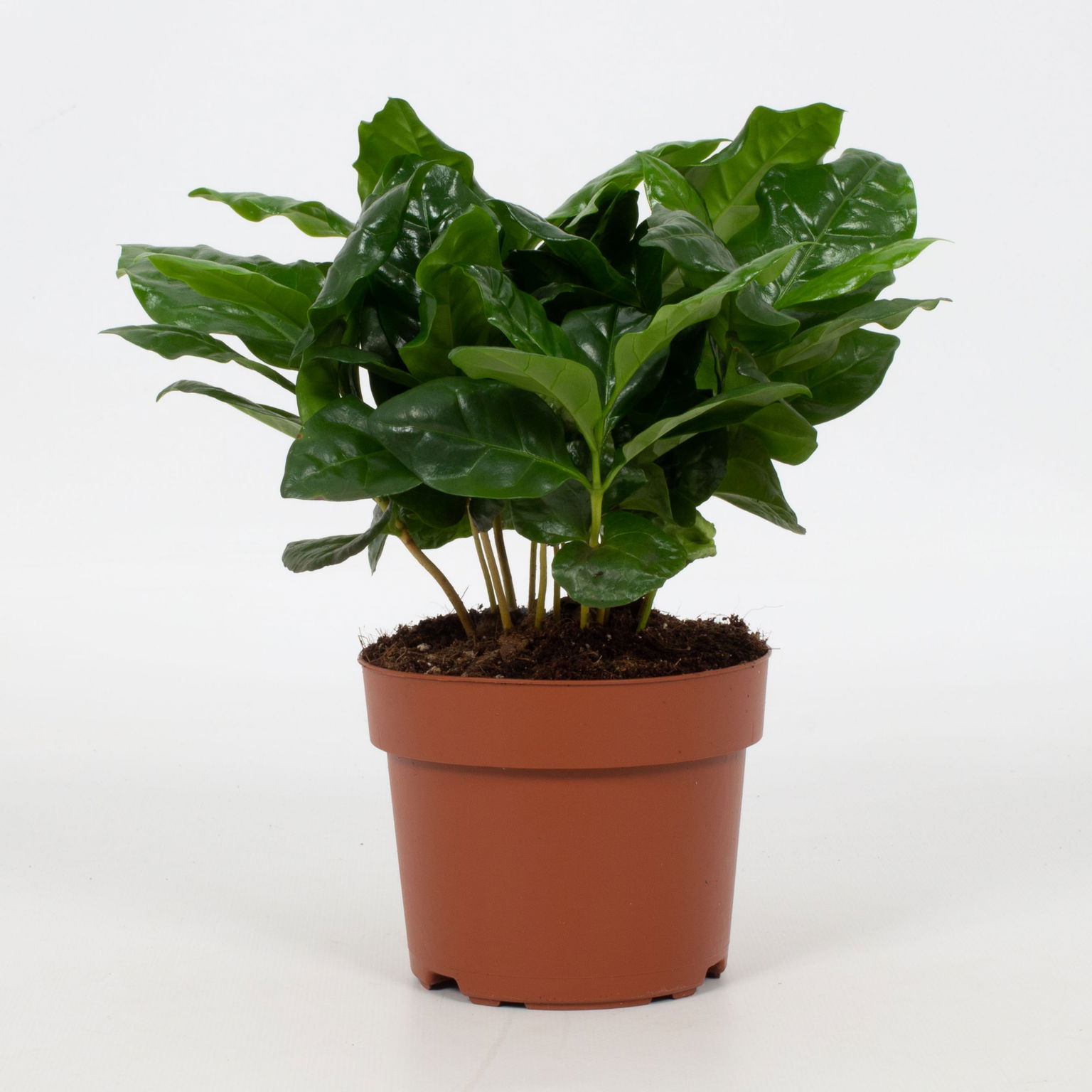 Vazoninis augalas storlapis, Ø 12, 20 cm, lot. CRASSULA-0