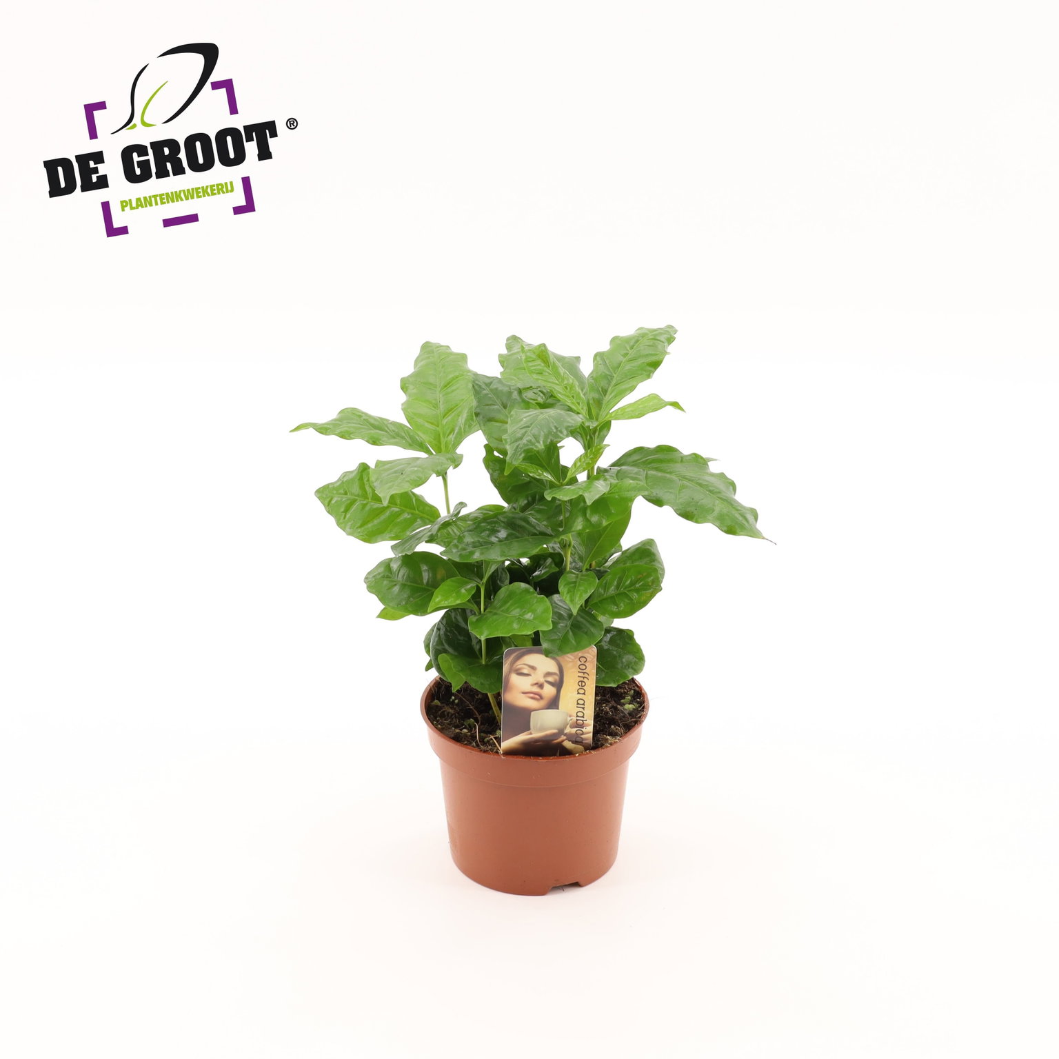 Vazoninis augalas kavamedis, Ø 12, 25 cm, lot. COFFEA-0