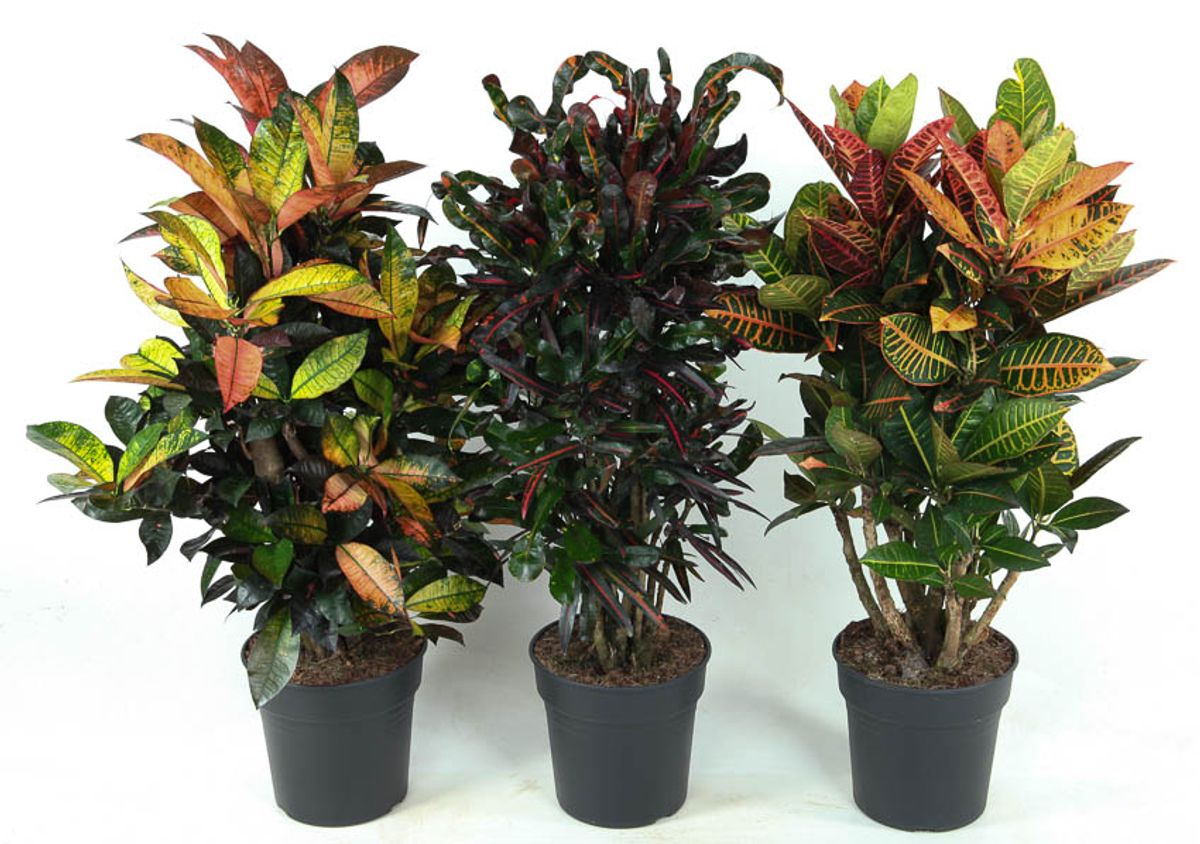 Vazoninis augalas krotonas, Ø27, 90 - 100 cm, lot. CODIAEUM-0